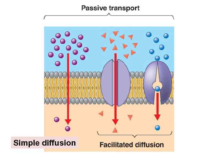 Simple diffusion 