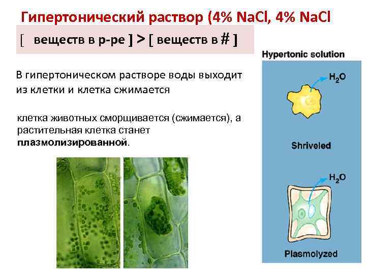 Гипертонический раствор (4% Na. Cl, 4% Na. Cl [ веществ в р-ре > веществ