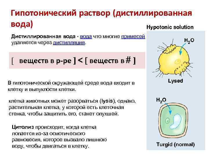 Гипотонический раствор (дистиллированная вода) Дистиллированная вода что многие примесей удаляется через дистилляция. [ веществ