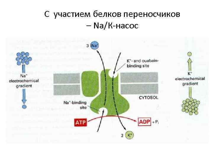 С участием белков переносчиков – Nа/К-насос 