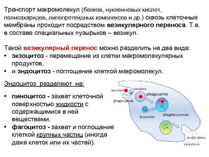 Транспорт макромолекул (белков, нуклеиновых кислот, полисахаридов, липопротеидных комплексов и др. ) сквозь клеточные мембраны