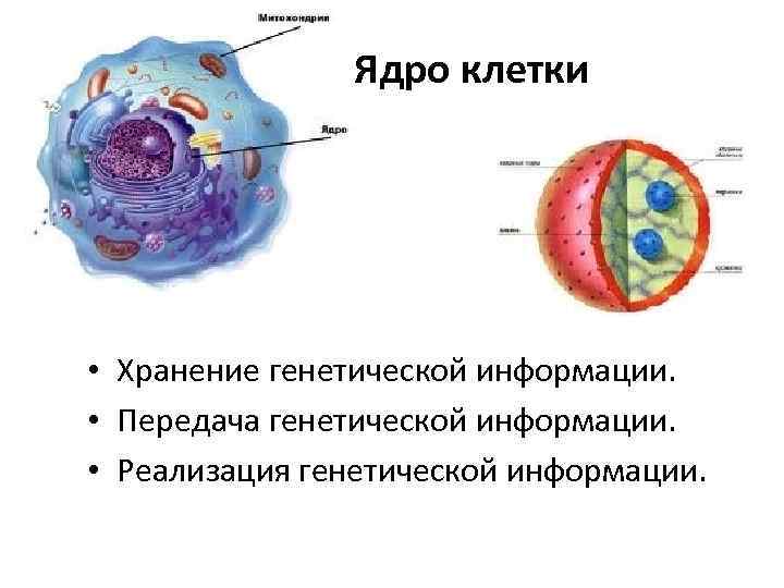 Ядро клетки • Хранение генетической информации. • Передача генетической информации. • Реализация генетической информации.