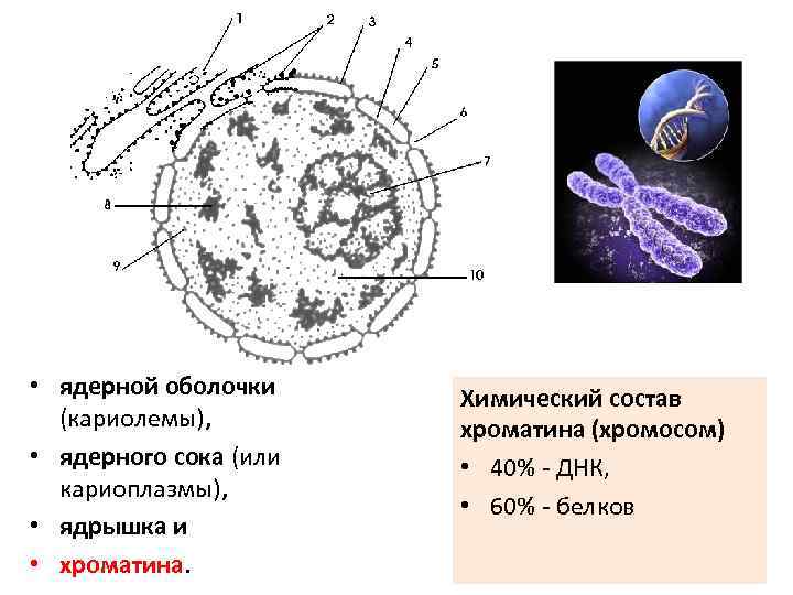  • ядерной оболочки (кариолемы), • ядерного сока (или кариоплазмы), • ядрышка и •