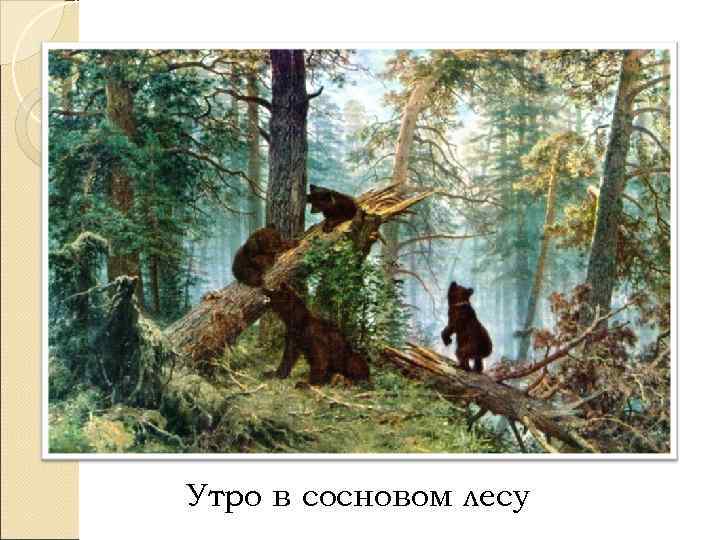 Утро в сосновом лесу 