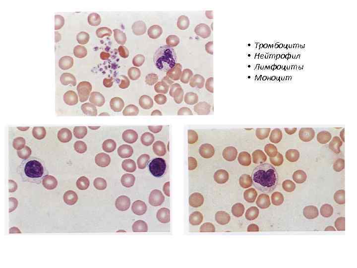  • • Тромбоциты Нейтрофил Лимфоциты Моноцит 