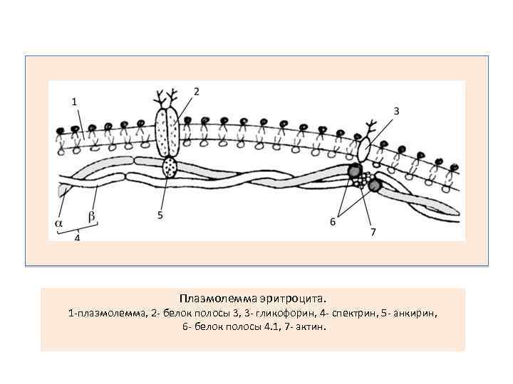 Плазмолемма эритроцита. 1 -плазмолемма, 2 - белок полосы 3, 3 - гликофорин, 4 -
