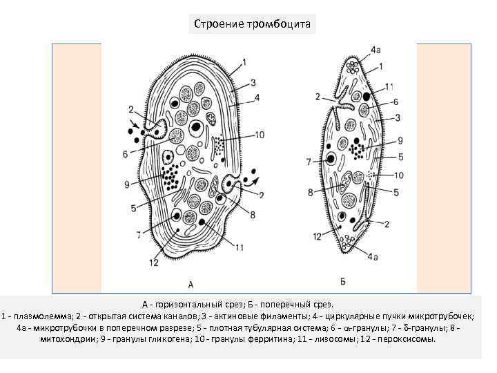 Строение тромбоцита А - горизонтальный срез; Б - поперечный срез. 1 - плазмолемма; 2