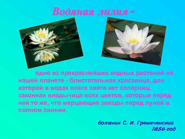 Водяная лилия- одно из прекраснейших водных растений на нашей планете - блистательная красавица, для