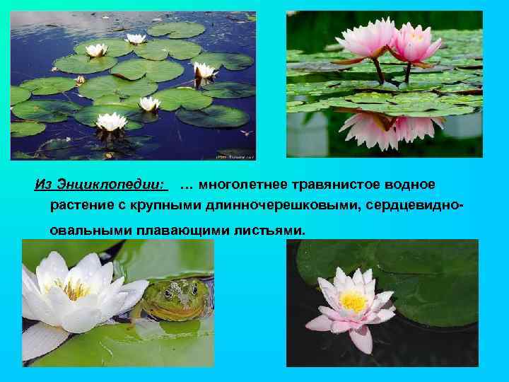 Из Энциклопедии: … многолетнее травянистое водное растение с крупными длинночерешковыми, сердцевидноовальными плавающими листьями. 