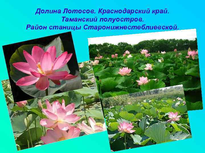 Долина Лотосов. Краснодарский край. Таманский полуостров. Район станицы Старонижнестеблиевской. 