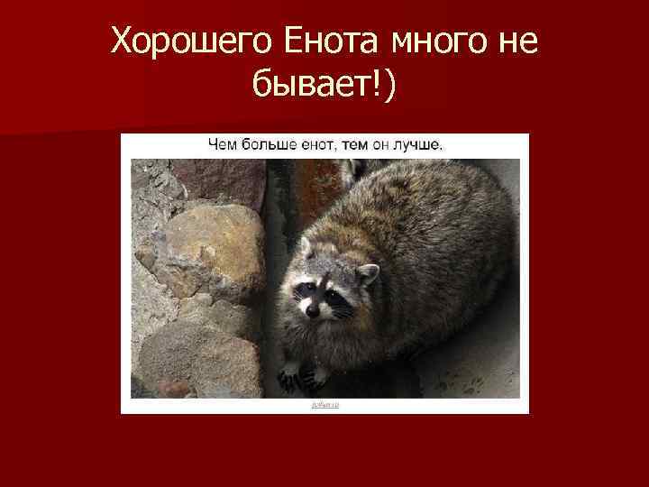 Хорошего Енота много не бывает!) 