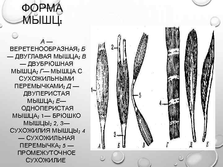 ФОРМА МЫШЦ: А— ВЕРЕТЕНООБРАЗНАЯ; Б — ДВУГЛАВАЯ МЫШЦА; В — ДВУБРЮШНАЯ МЫШЦА; Г— МЫШЦА