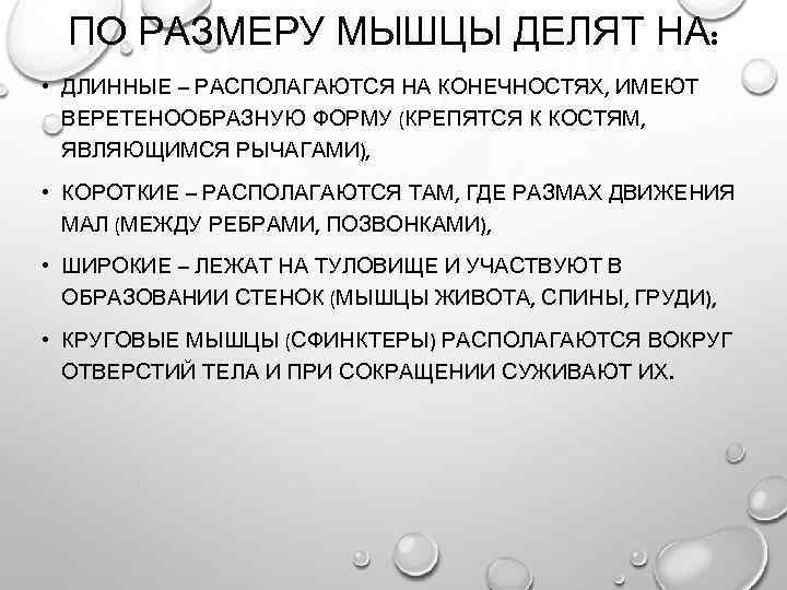ПО РАЗМЕРУ МЫШЦЫ ДЕЛЯТ НА: • ДЛИННЫЕ – РАСПОЛАГАЮТСЯ НА КОНЕЧНОСТЯХ, ИМЕЮТ ВЕРЕТЕНООБРАЗНУЮ ФОРМУ