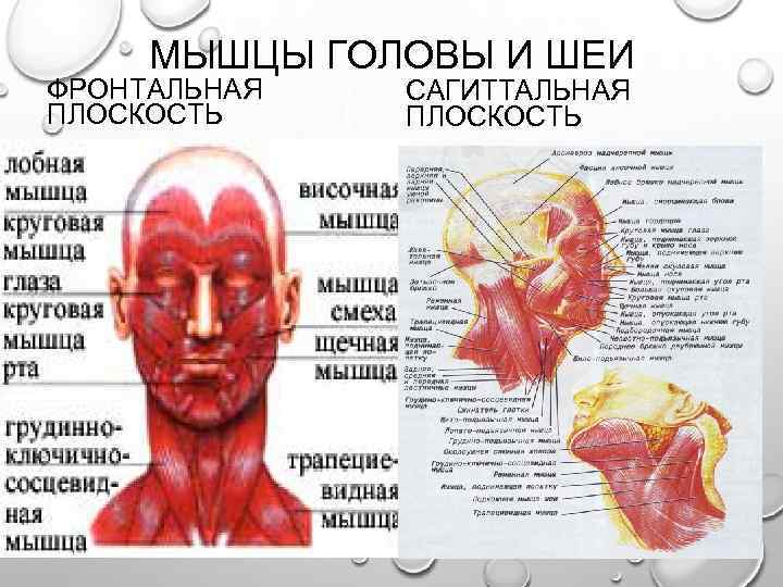 МЫШЦЫ ГОЛОВЫ И ШЕИ ФРОНТАЛЬНАЯ ПЛОСКОСТЬ САГИТТАЛЬНАЯ ПЛОСКОСТЬ 