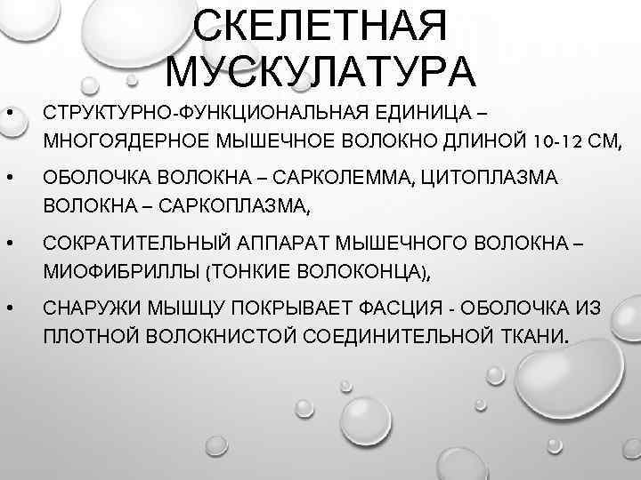 СКЕЛЕТНАЯ МУСКУЛАТУРА • СТРУКТУРНО-ФУНКЦИОНАЛЬНАЯ ЕДИНИЦА – МНОГОЯДЕРНОЕ МЫШЕЧНОЕ ВОЛОКНО ДЛИНОЙ 10 -12 СМ, •