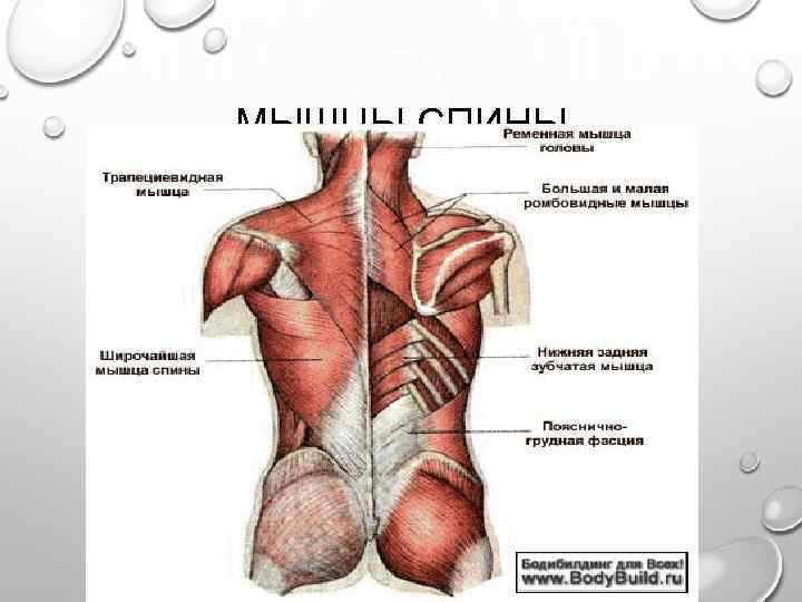 МЫШЦЫ СПИНЫ 