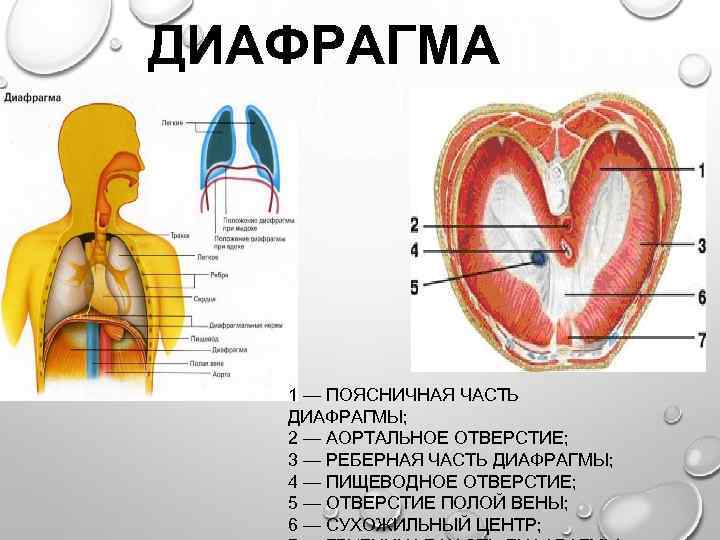 Диафрагма образована тканью