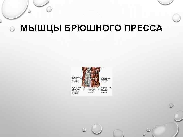 МЫШЦЫ БРЮШНОГО ПРЕССА 