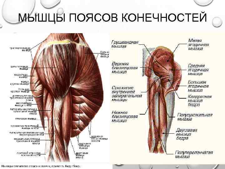 Мышцы поясов конечностей