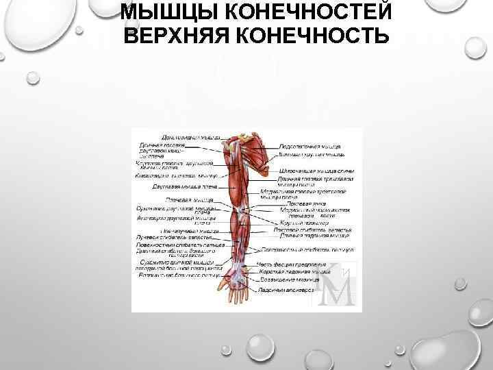 МЫШЦЫ КОНЕЧНОСТЕЙ ВЕРХНЯЯ КОНЕЧНОСТЬ 