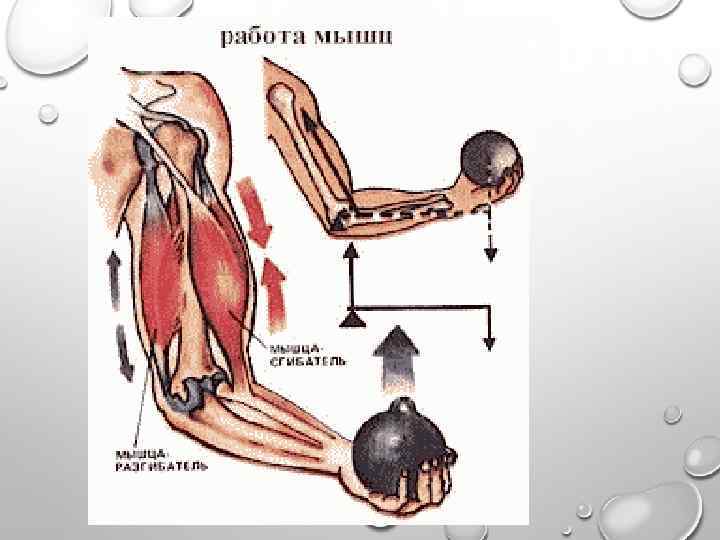 Основные работы мышц. Работа мышц. Динамическая и статическая работа мышц. Динамические мышцы. Статические мышцы.