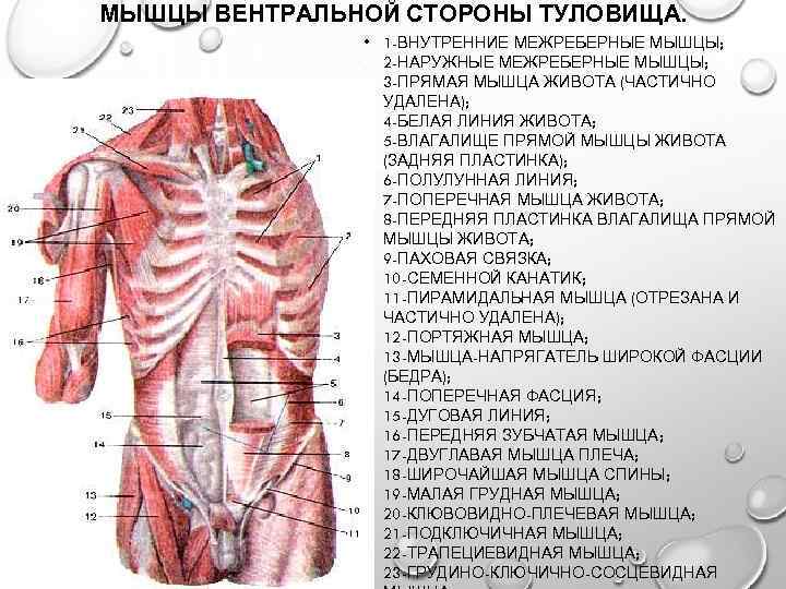 МЫШЦЫ ВЕНТРАЛЬНОЙ СТОРОНЫ ТУЛОВИЩА. • 1 -ВНУТРЕННИЕ МЕЖРЕБЕРНЫЕ МЫШЦЫ; 2 -НАРУЖНЫЕ МЕЖРЕБЕРНЫЕ МЫШЦЫ; 3