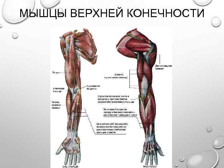 МЫШЦЫ ВЕРХНЕЙ КОНЕЧНОСТИ 