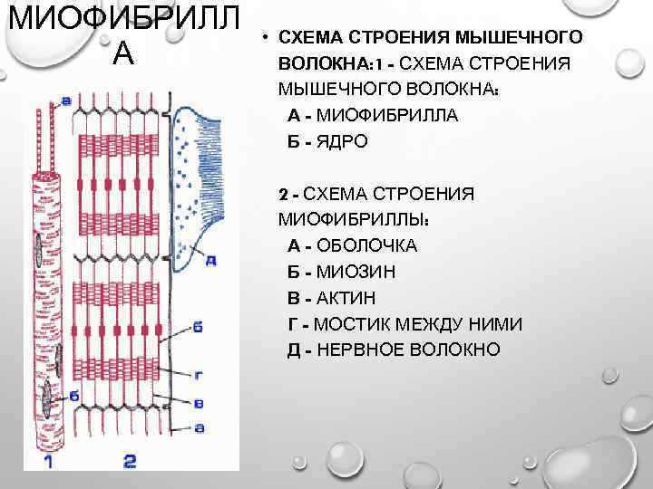 Схема строения миофибриллы