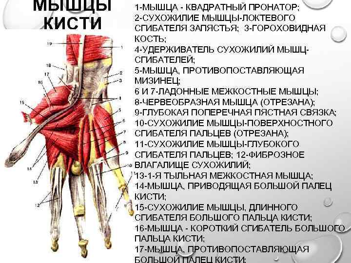 Ладонная мышца. 2. Ладонные межкостные мышцы. Удерживатель мышц сгибателей кисти. Удерживатель сгибателей кисти анатомия. Удерживатель сгибателей кисти латынь.