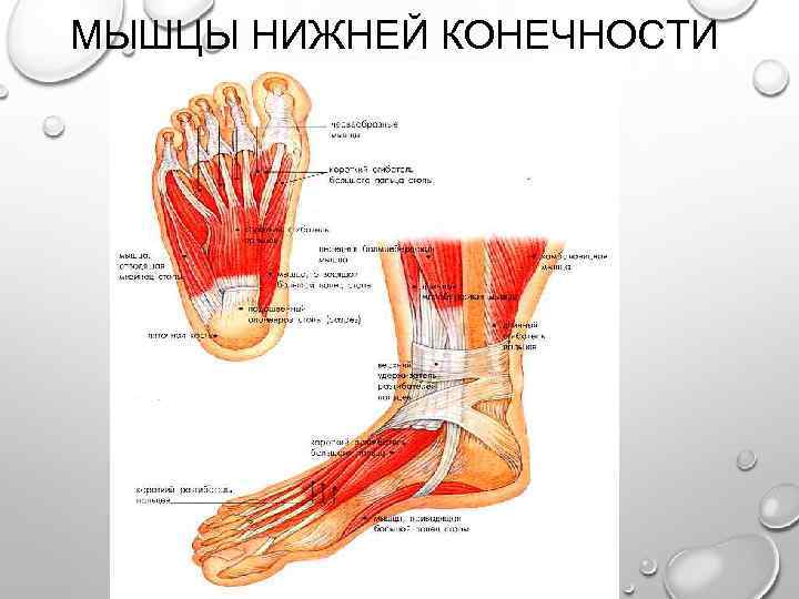 МЫШЦЫ НИЖНЕЙ КОНЕЧНОСТИ 