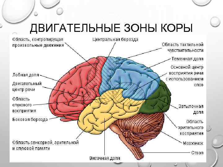 ДВИГАТЕЛЬНЫЕ ЗОНЫ КОРЫ ГОЛОВНОГО МОЗГА 