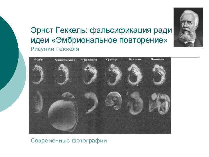Эрнст Геккель: фальсификация ради идеи «Эмбриональное повторение» Рисунки Геккеля Современные фотографии 
