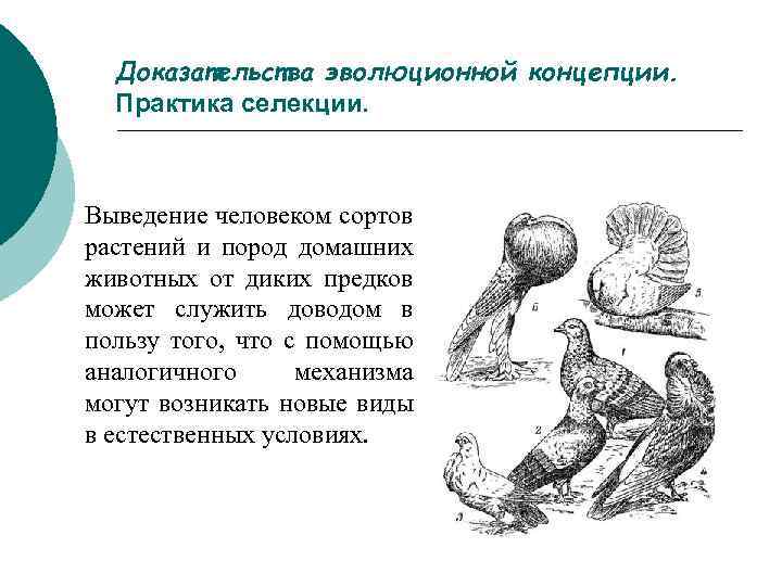 Доказательства эволюционной концепции. Практика селекции. Выведение человеком сортов растений и пород домашних животных от