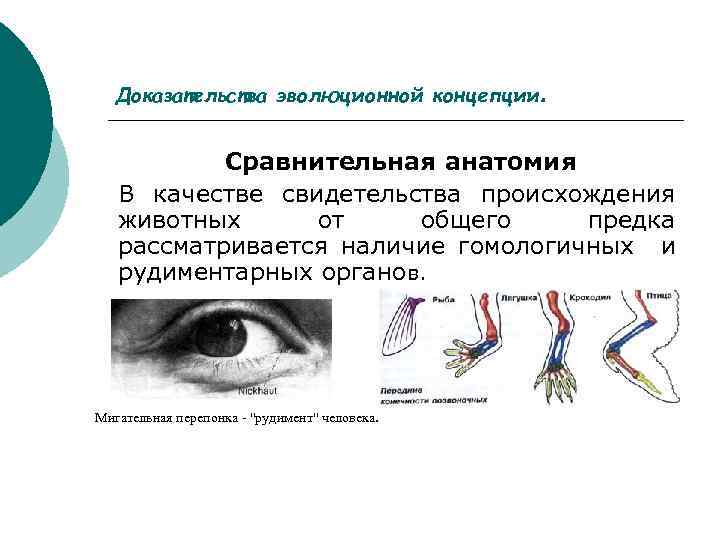 Доказательства эволюционной концепции . Сравнительная анатомия В качестве свидетельства происхождения животных от общего предка