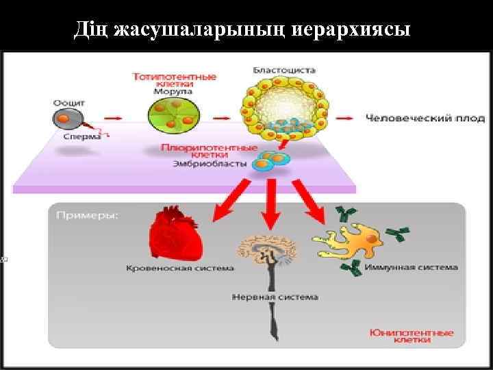 Дің жасушаларының иерархиясы 