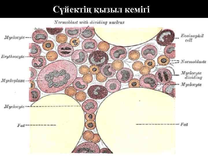 Сүйектің қызыл кемігі 