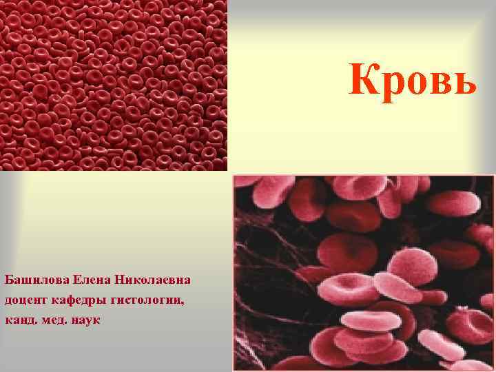 Кровь Башилова Елена Николаевна доцент кафедры гистологии, канд. мед. наук 