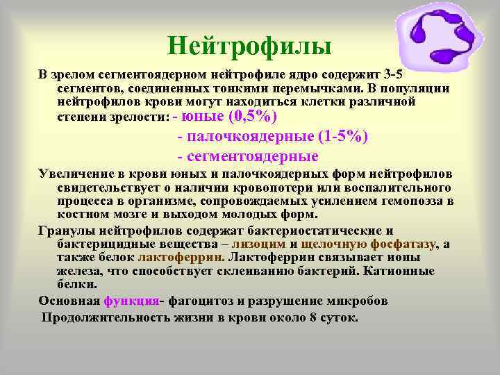 Нейтрофилы В зрелом сегментоядерном нейтрофиле ядро содержит 3 -5 сегментов, соединенных тонкими перемычками. В