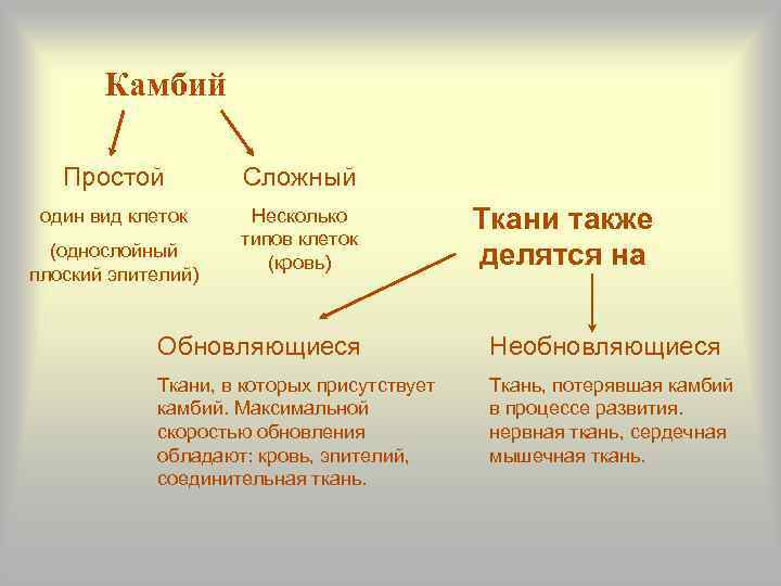Камбий Простой Сложный один вид клеток Несколько типов клеток (кровь) (однослойный плоский эпителий) Ткани