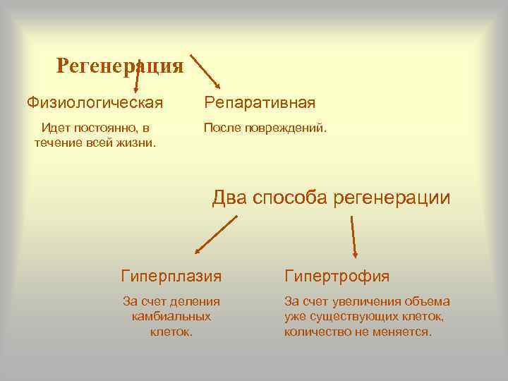 Регенерация Физиологическая Идет постоянно, в течение всей жизни. Репаративная После повреждений. Два способа регенерации