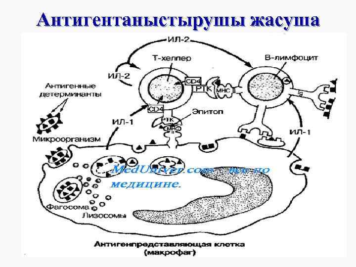 Антигентаныстырушы жасуша 