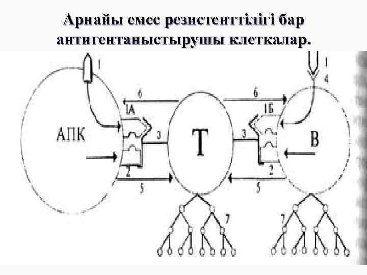 Арнайы емес резистенттілігі бар антигентаныстырушы клеткалар. 