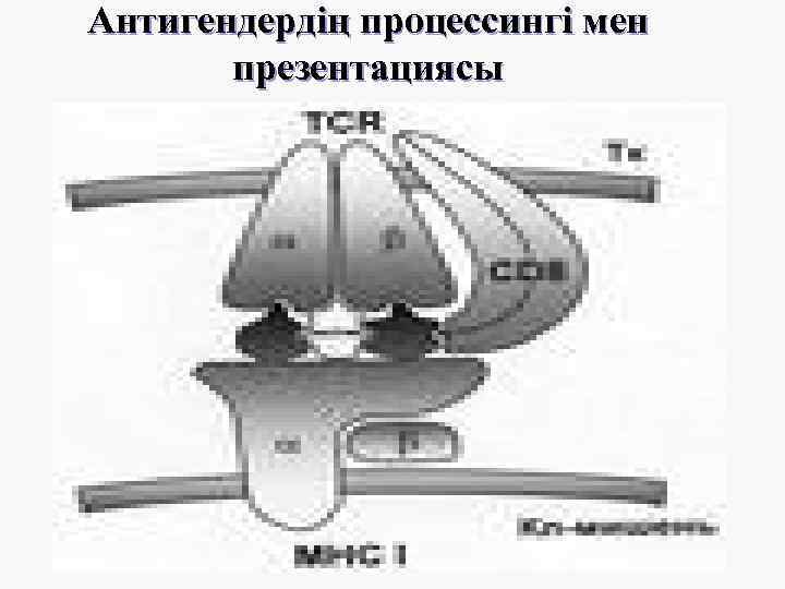 Антигендердің процессингі мен презентациясы 