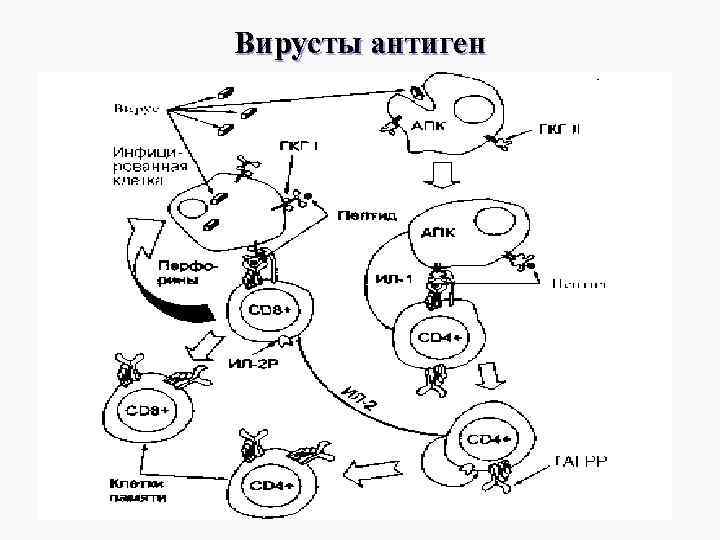 Вирусты антиген 
