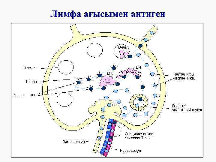 Лимфа ағысымен антиген 