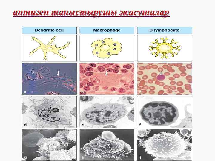 антиген таныстырушы жасушалар 