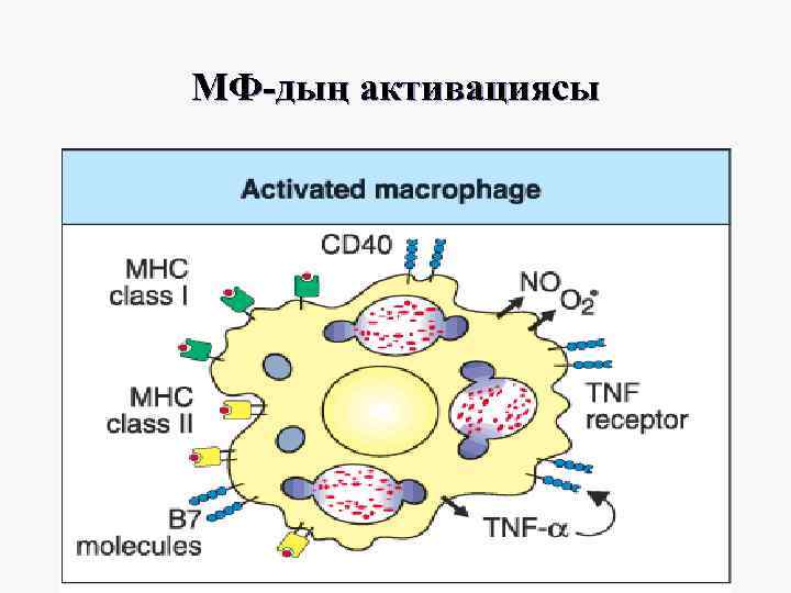 МФ-дың активациясы 