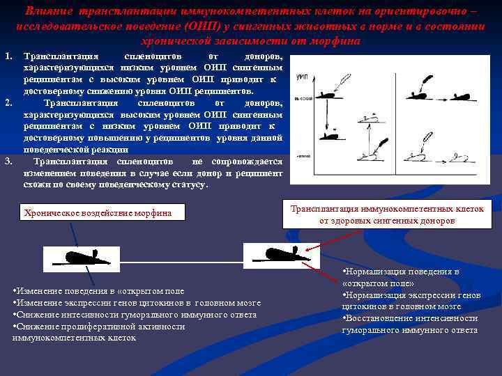 Влияние трансплантации иммунокомпетентных клеток на ориентировочно – исследовательское поведение (ОИП) у сингенных животных в