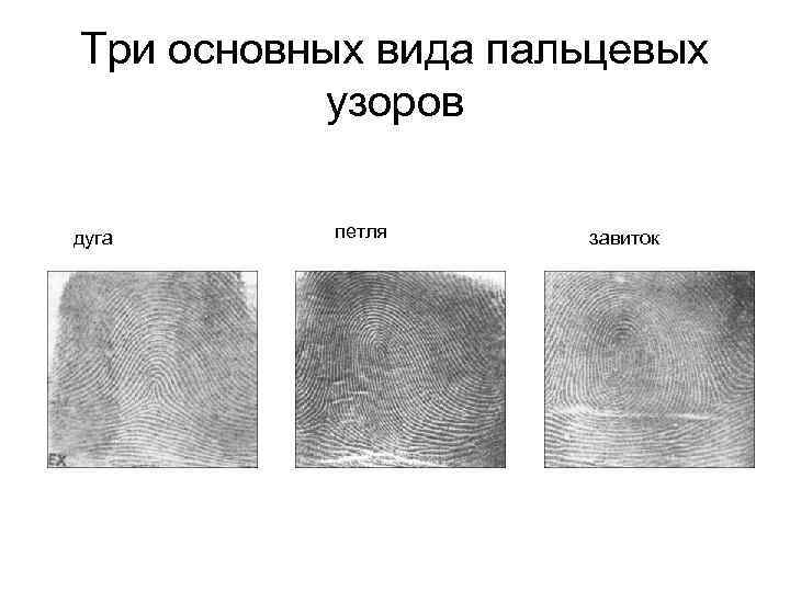 Три основных вида пальцевых узоров дуга петля завиток 