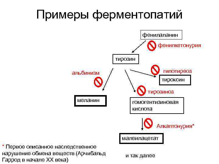 Примеры ферментопатий фенилаланин фенилкетонурия тирозин гипотиреоз альбинизм тироксин тирозиноз меланин гомогентизиновая кислота Алкаптонурия* малеилацетат